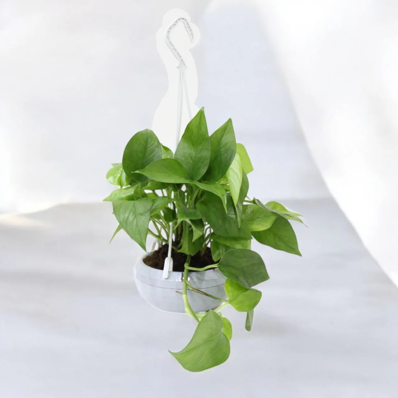 Money Plant in Plastic Hanging Pot