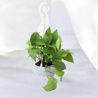 Money Plant in Plastic Hanging Pot