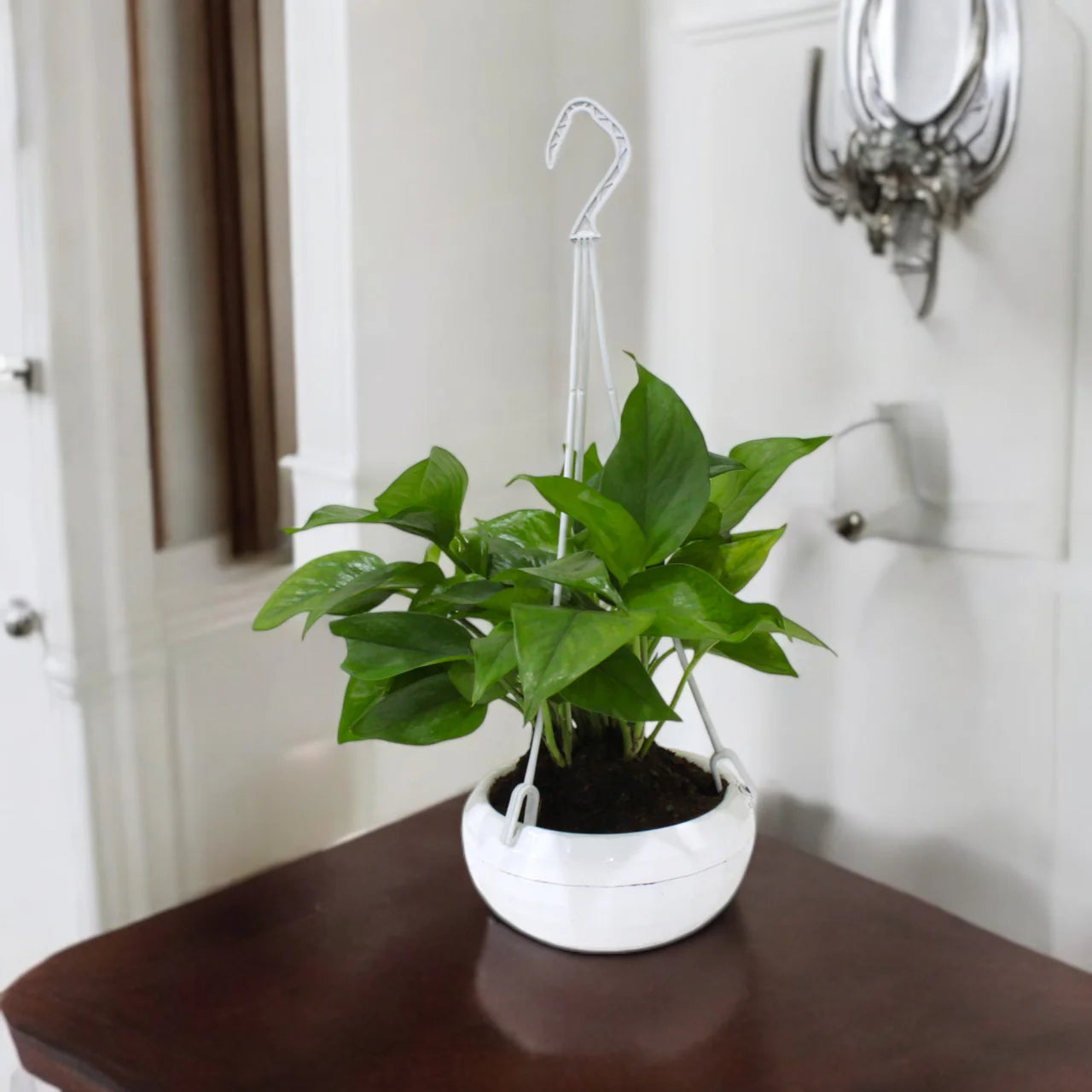 Money Plant in Plastic Hanging Pot