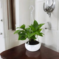 Money Plant in Plastic Hanging Pot