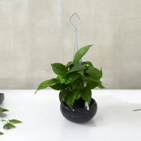 Money Plant in Plastic Hanging Pot