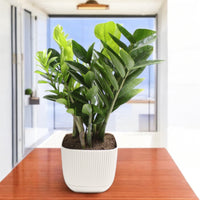 Zamioculcas Plant (ZZ Plant, Aroid Palm, Arum Fern)