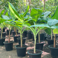 Musa Spp - Banana Tree