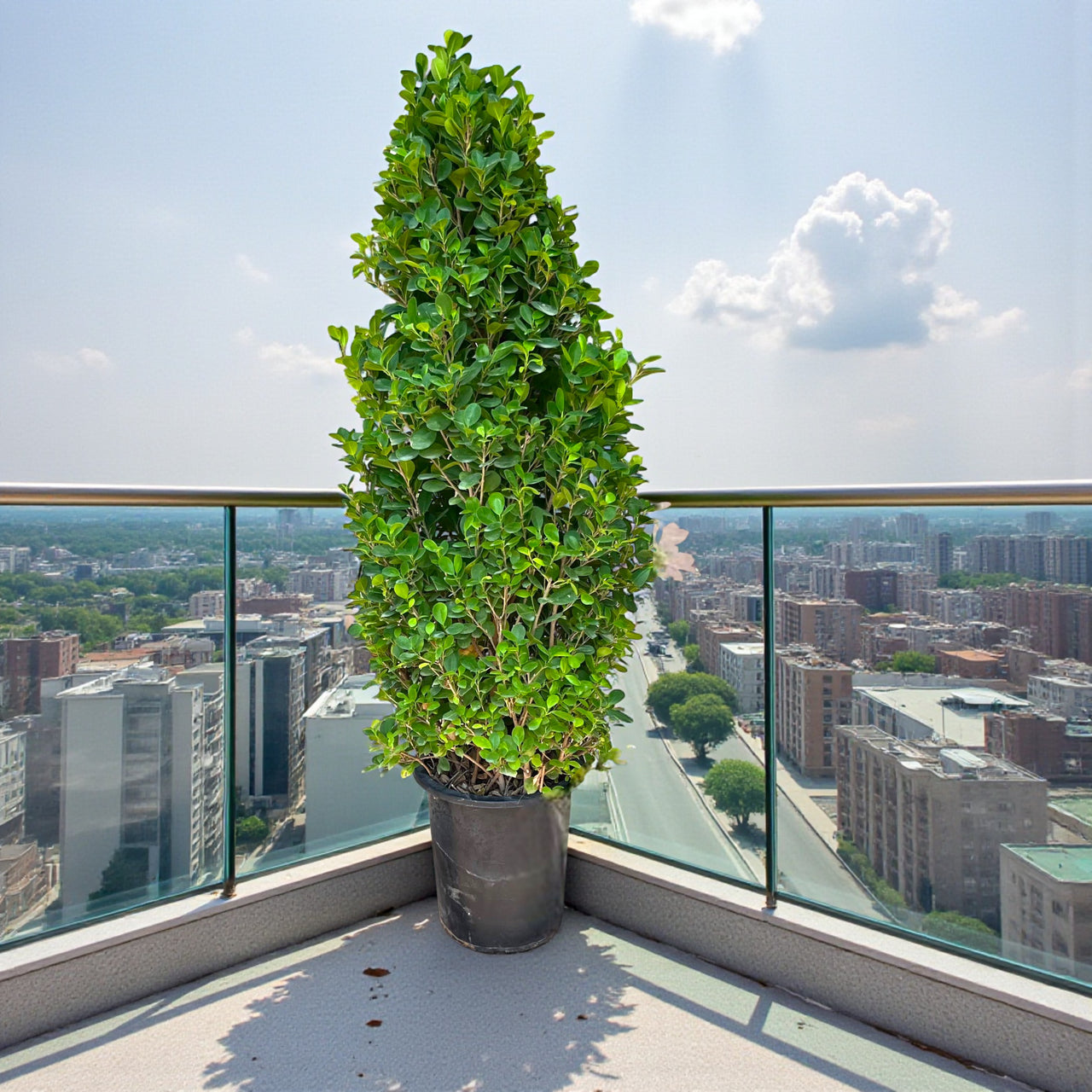 Ficus Panda Cone - Ficus Diversifolia