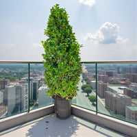 Ficus Panda Cone - Ficus Diversifolia