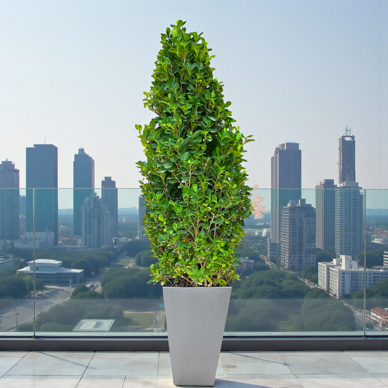 Ficus Panda Cone - Ficus Diversifolia