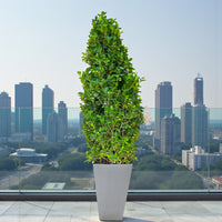 Ficus Panda Cone - Ficus Diversifolia