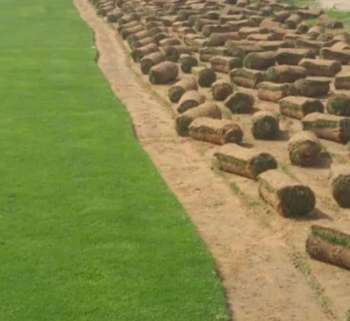 Natural Carpet Paspalum Grass – Paspalum vaginatum