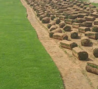 Natural Carpet Paspalum Grass – Paspalum vaginatum