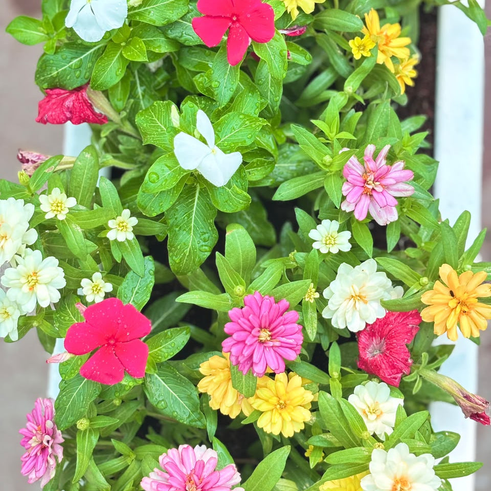 Seasonal Flower Plants – GRP Pot