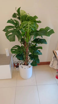 Monstera Deliciosa Plant (Swiss cheese plant)