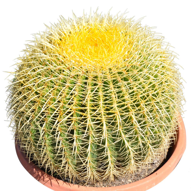 Echino Cactus Plant (Golden Barrel Cactus, Golden Ball, or Mother-in-law’s Cushion)