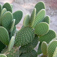 Cactus Opuntia Plant - Prickly pear or Pear Cactus