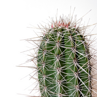Pachycereus Pringlei Cactus Plant -150cm