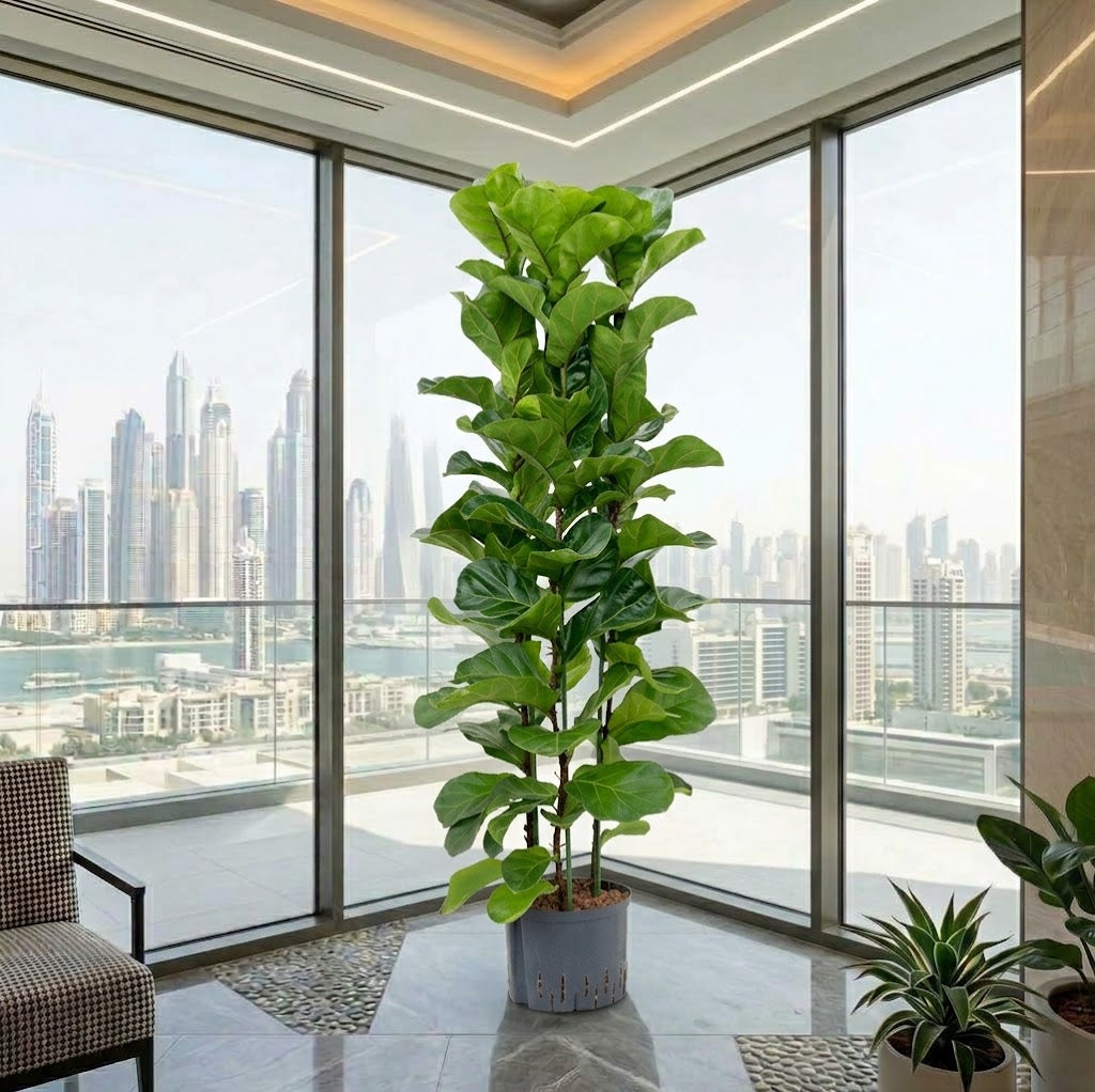 Ficus Lyrata – Fiddle Leaf Fig – Fig Tree