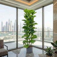 Ficus Lyrata – Fiddle Leaf Fig – Fig Tree