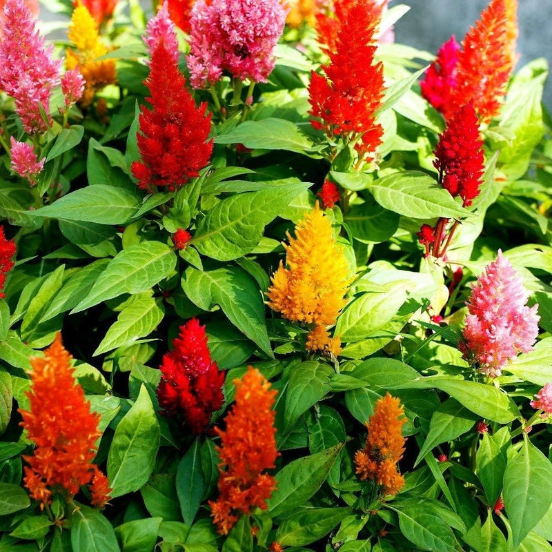 Celosia Plumosa – Silver Cock’s Comb - Mixed Colour