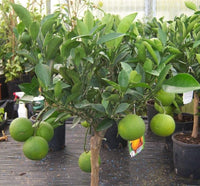 Orange Tree - Citrus Sinensis