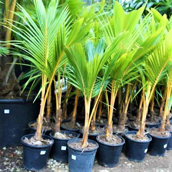 Cocos Nucifera - Coconut Palm