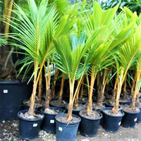 Cocos Nucifera - Coconut Palm