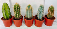 columnar Mix cactus