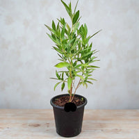 Damas tree or Conocarpus Erectus ‘Saudi’