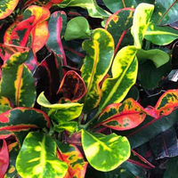 Croton Mammy Plant