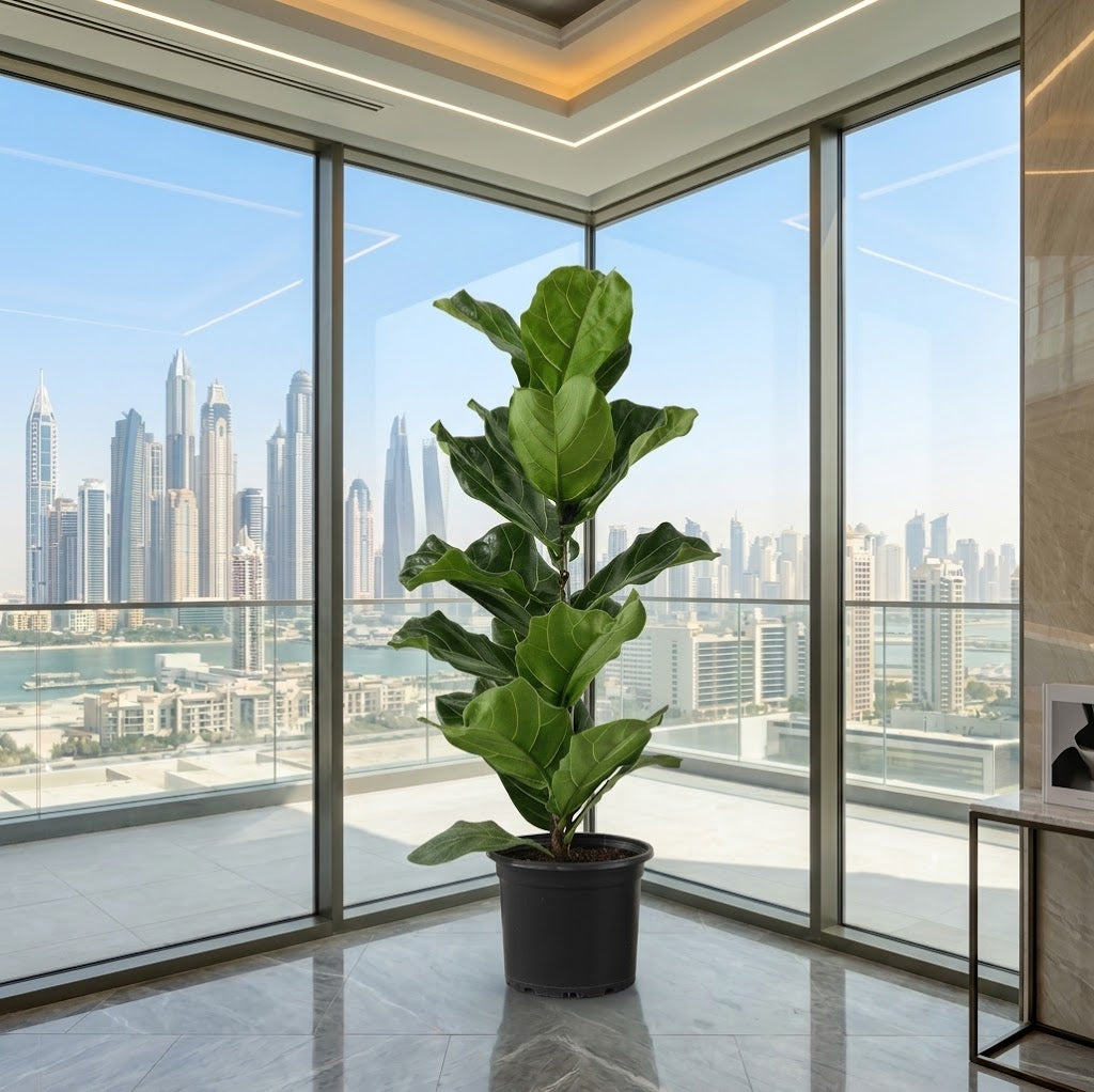 Ficus Lyrata – Fiddle Leaf Fig – Fig Tree