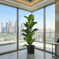 Ficus Lyrata – Fiddle Leaf Fig – Fig Tree