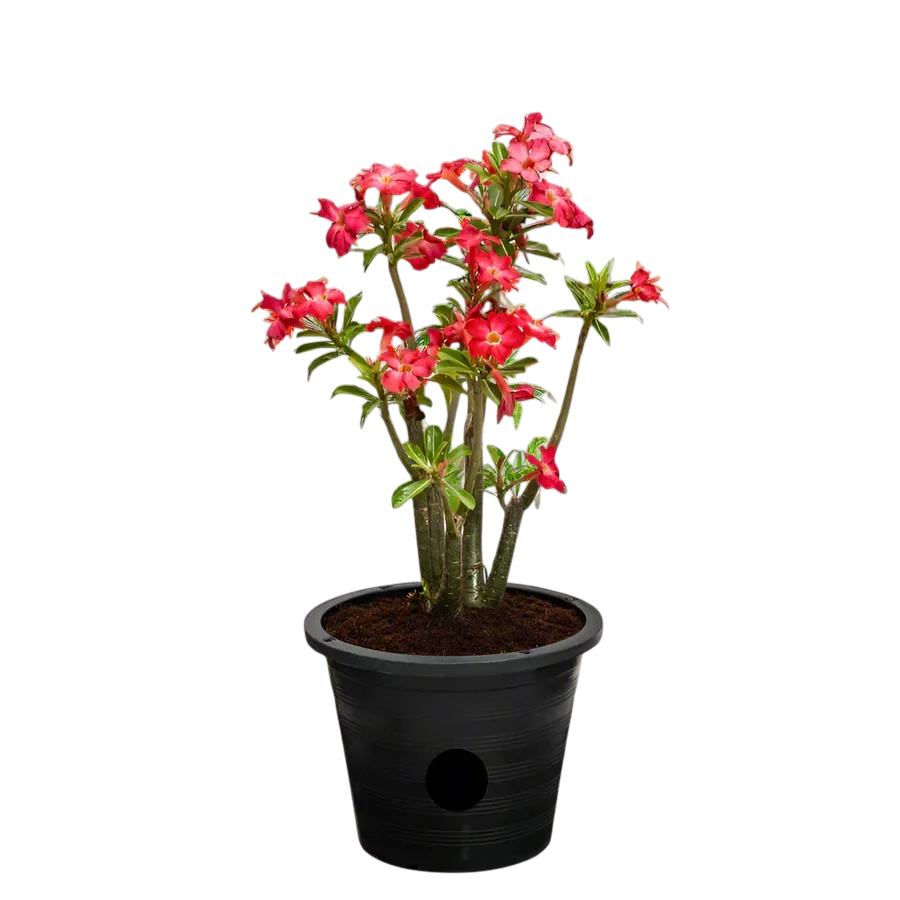 Adenium Obesum - Desert Rose