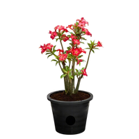 Adenium Obesum - Desert Rose