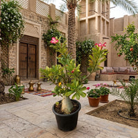 Adenium Obesum - Desert Rose