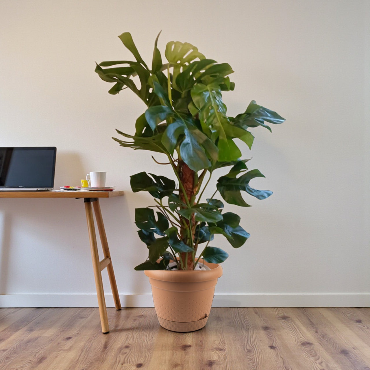 Monstera Deliciosa Plant (Swiss cheese plant)