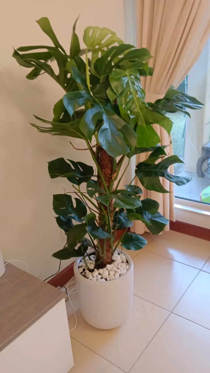 Monstera Deliciosa Plant (Swiss cheese plant)