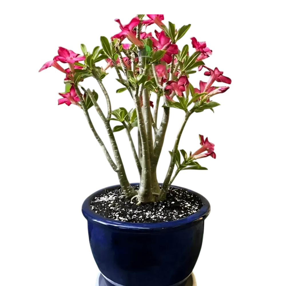 Adenium Obesum - Desert Rose
