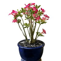 Adenium Obesum - Desert Rose