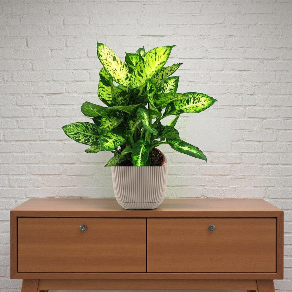 Dieffenbachia Compacta Plant