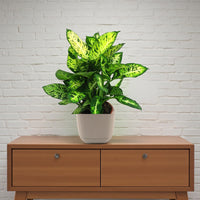 Dieffenbachia Compacta Plant
