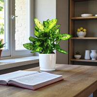 Dieffenbachia Compacta Plant