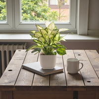 Dieffenbachia Camilla - Camellia - Dumb Cane Plant