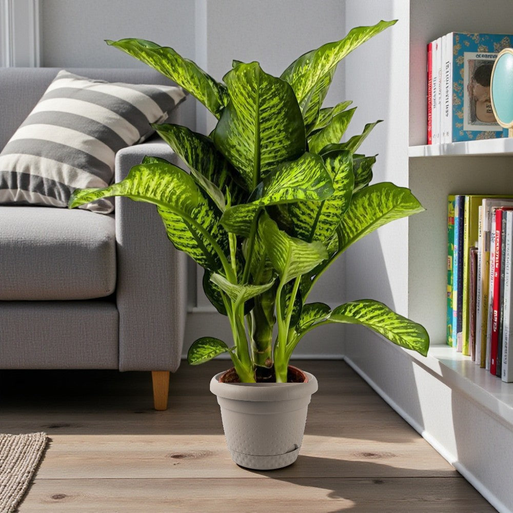 Dieffenbachia Maroba Plant - Dumb Cane