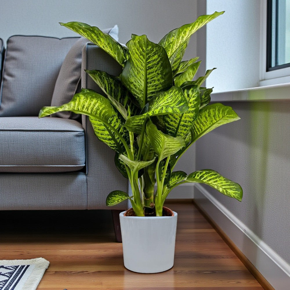Dieffenbachia Maroba Plant - Dumb Cane