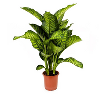 Dieffenbachia Maroba Plant,Dieffenbachia Maroba Care Guide, Indoor Dieffenbachia Plant, Buy Dieffenbachia Maroba Online,Dumb Cane