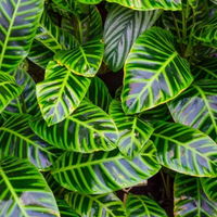 Dieffenbachia Maroba Plant - Dumb Cane
