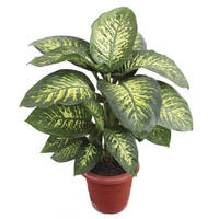 Dieffenbachia Tropic Snow Plant,Dieffenbachia Tropic Snow Care Guide, Indoor Dieffenbachia Plant, Buy Dieffenbachia Tropic Snow Online,Dumb Cane