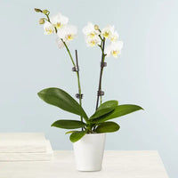 Double Stem White Orchid, Pot, Phalaenopsis Orchid Plant, Elegant Home Decor Accent