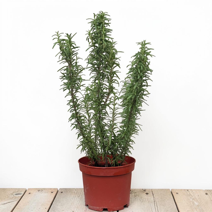 Rosmarinus Officinalis - Rosemary