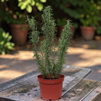 Rosmarinus Officinalis - Rosemary