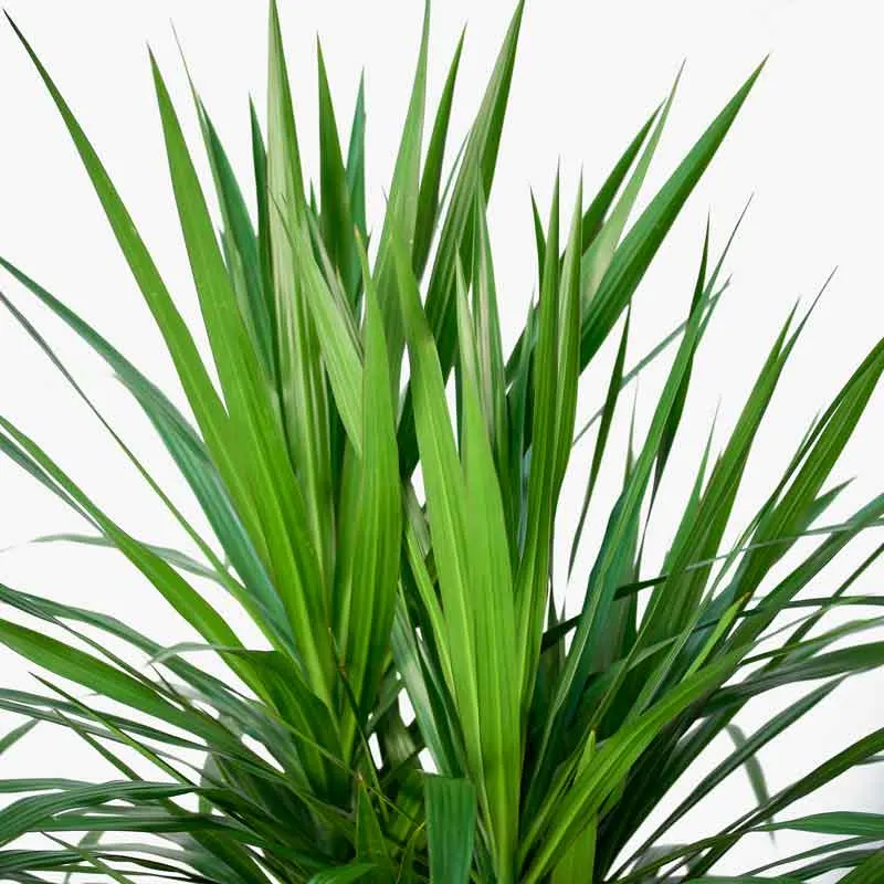 Dracaena Rikki Plant - Corn Plant