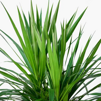 Dracaena Rikki Plant - Corn Plant